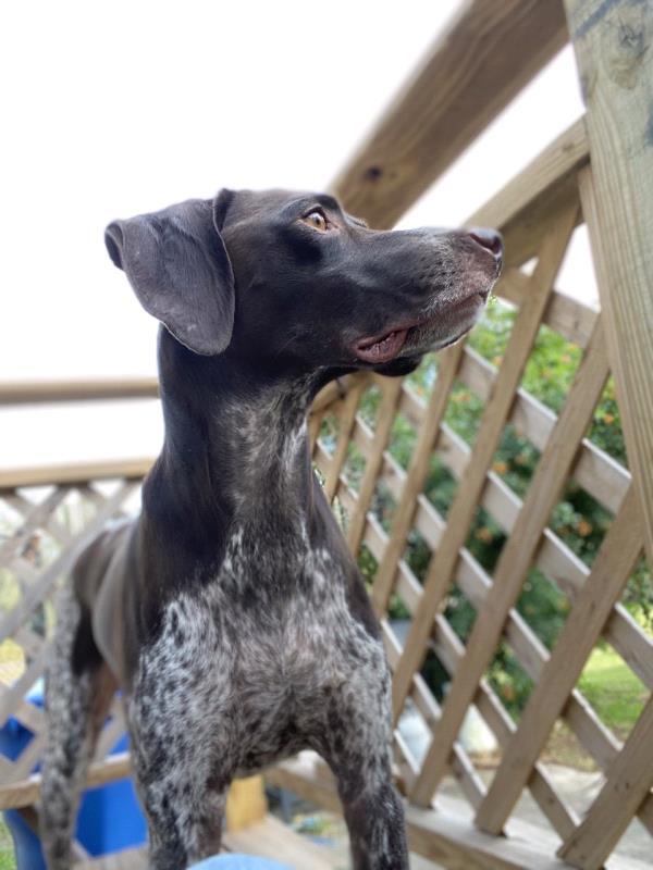 /images/uploads/southeast german shorthaired pointer rescue/segspcalendarcontest2021/entries/21726thumb.jpg
